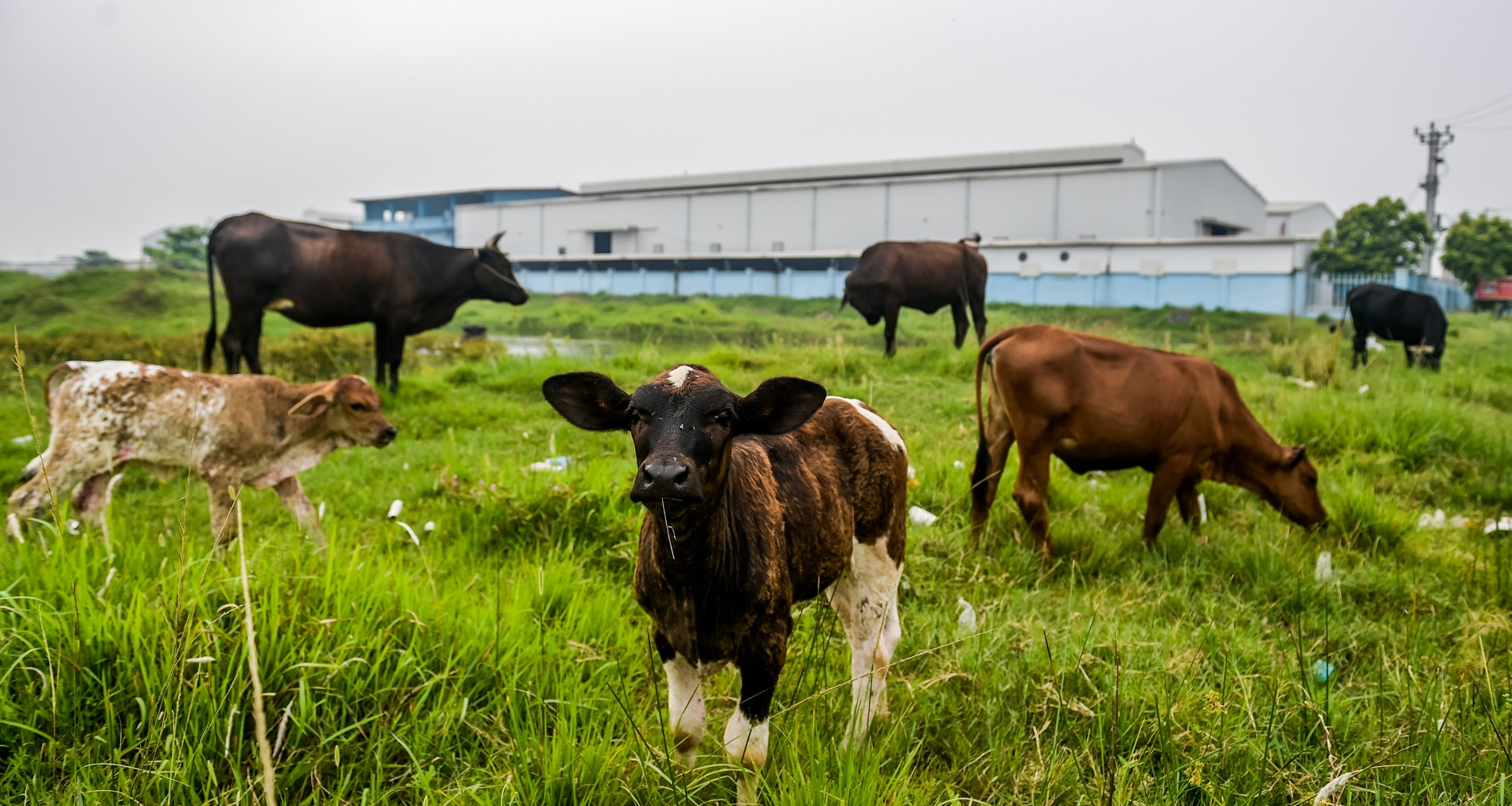 Khu công nghiệp trên ‘đất vàng’ ở Nam Định lác đác nhà xưởng, thành nơi chăn bò