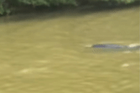 Xem clip cá heo bơi 'lạc' vào sông ở Cà Mau