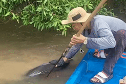 Cá heo bơi ‘lạc’ vào sông ở Cà Mau bị đâm cây chỉa 2m trên lưng, chảy nhiều máu