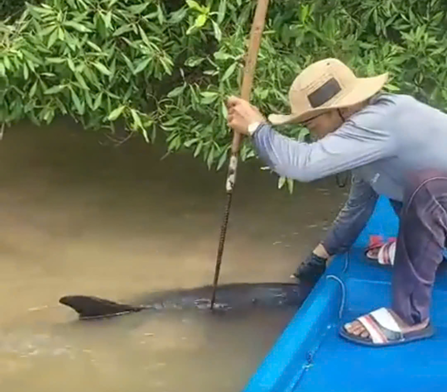 giải cứu cá heo.jpg