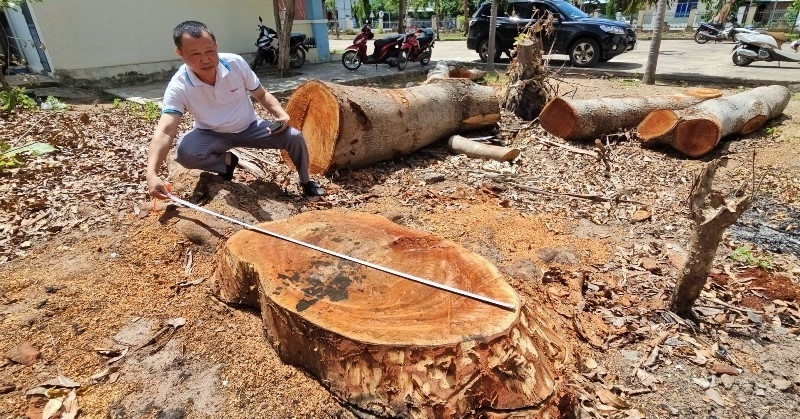 Vụ chặt bán cây xanh trong trụ sở trước khi sáp nhập: Tự ý cho chặt hạ, không đấu giá
