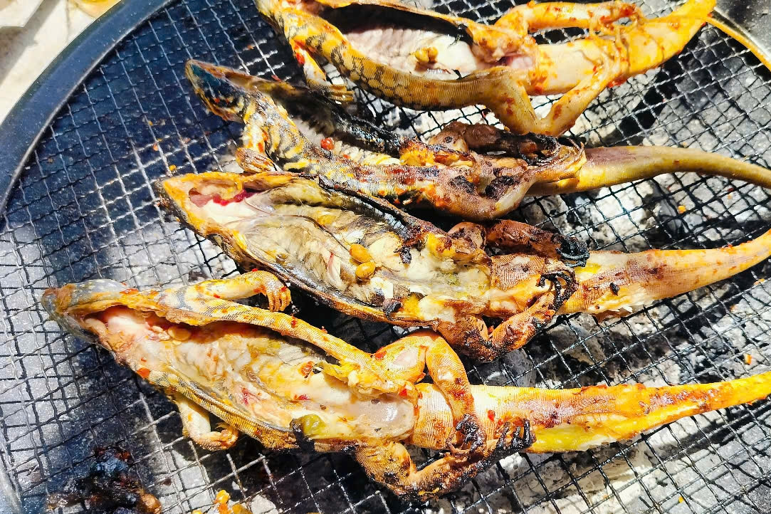 Đặc sản 4 chân đuôi dài thượt ở Bình Thuận, thịt săn chắc, ngọt thơm hơn thịt gà