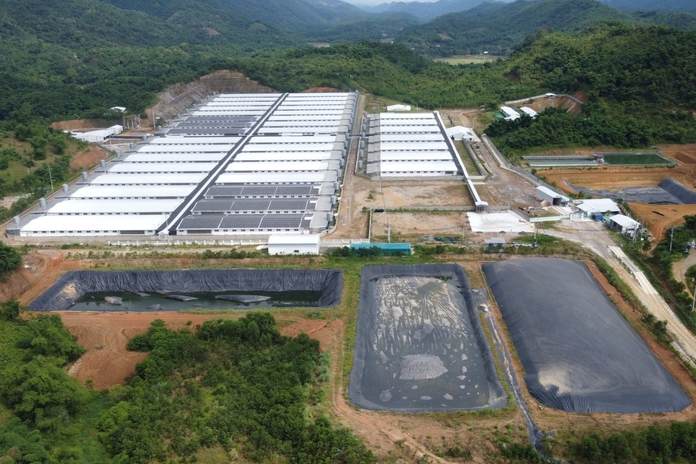 Nguyên nhân trang trại lợn ở Thanh Hóa phát tán mùi hôi thối dù có giấy phép
