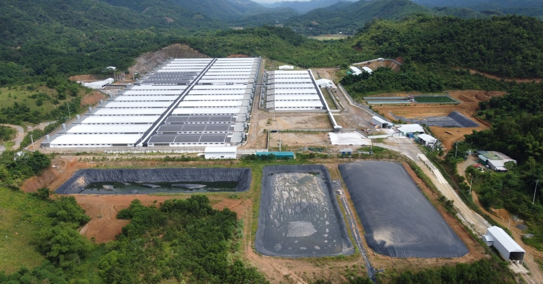 Nguyên nhân trang trại lợn ở Thanh Hóa phát tán mùi hôi thối dù có giấy phép