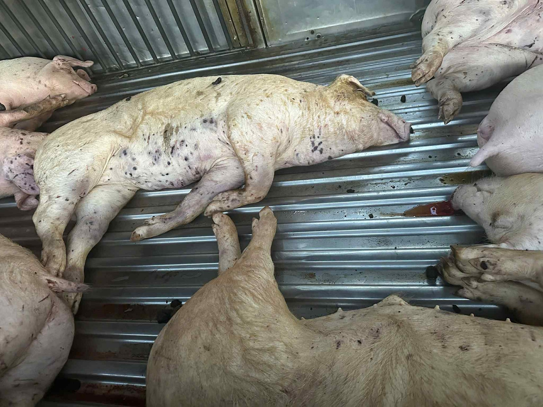 32d9b6fe a2fb 4519 8768 1ac5e7b8f2b7.jpg