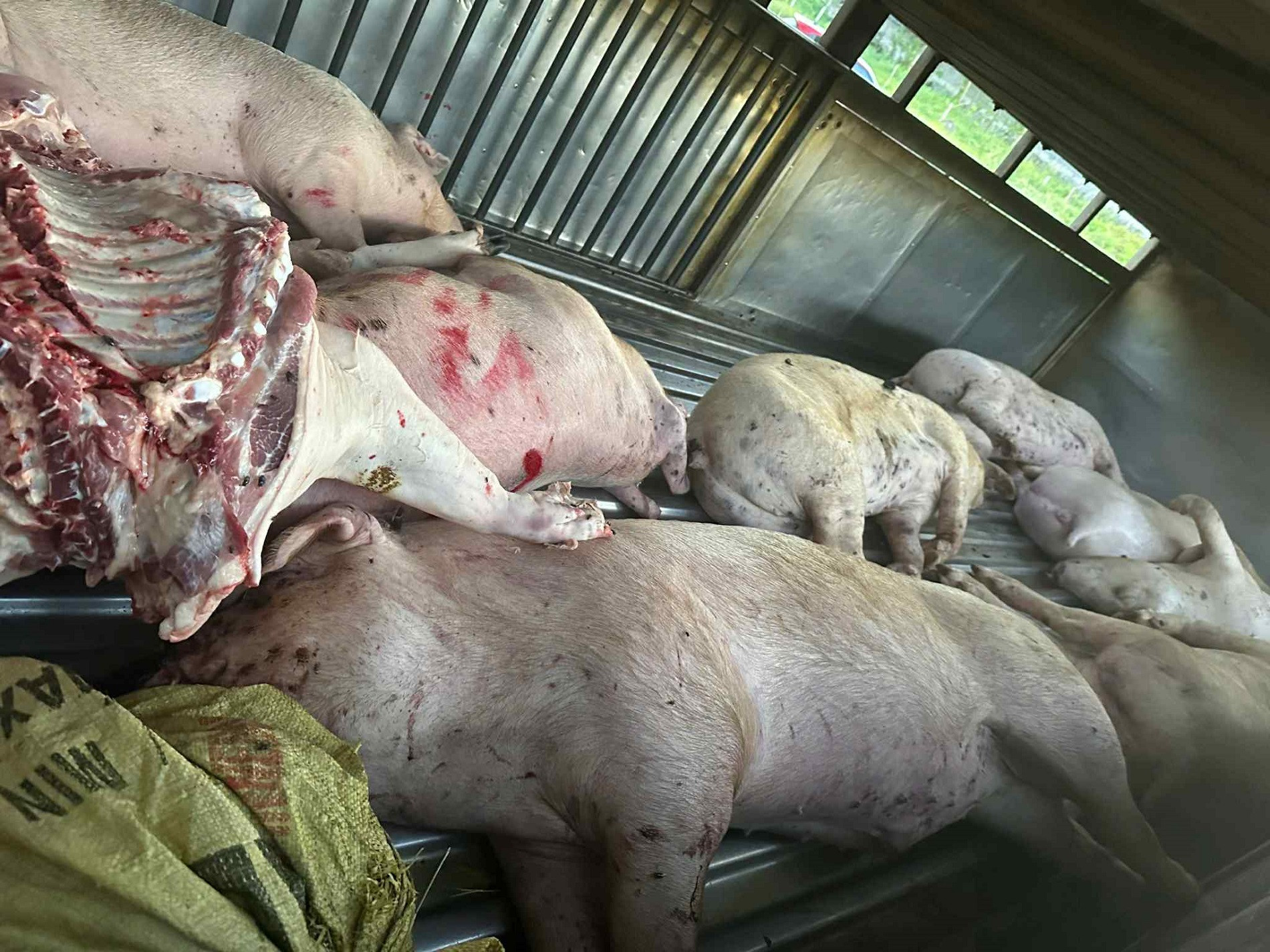 c9f1fb4a 0785 4541 b9d5 e5e251fd9c1a.jpg