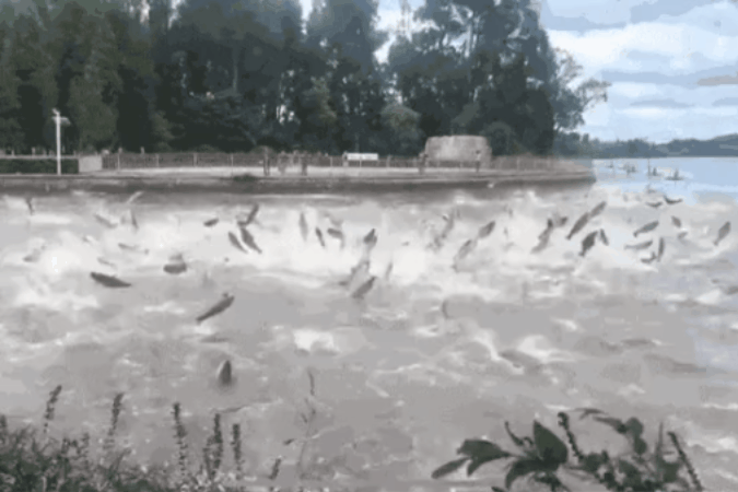 Hàng trăm con cá chép 'nhảy nhót' trên mặt hồ gây ngỡ ngàng