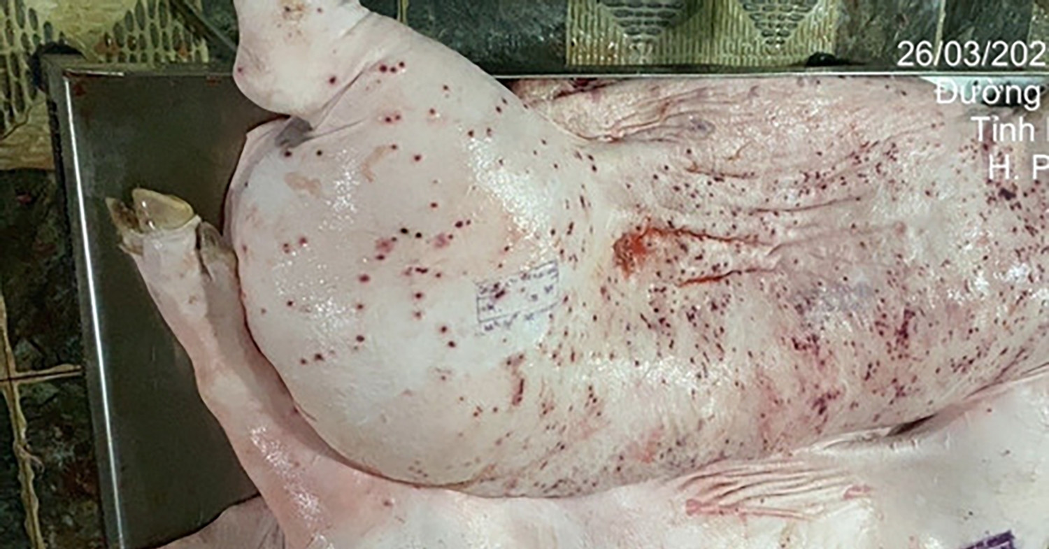 Heo bệnh tại cơ sở gia công cho C.P. Việt Nam sao lại có dấu được lưu thông?