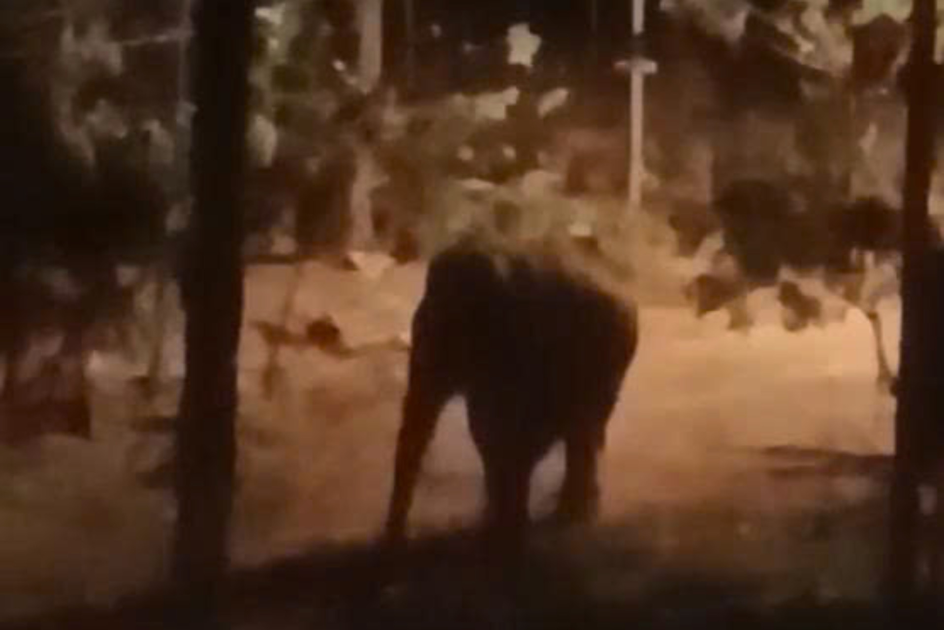 Người đàn ông nghi bị đàn voi quật tử vong ở Đồng Nai