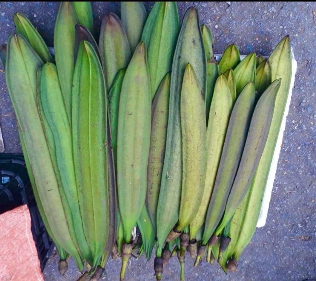 quả núc nác   lê triều dương.png