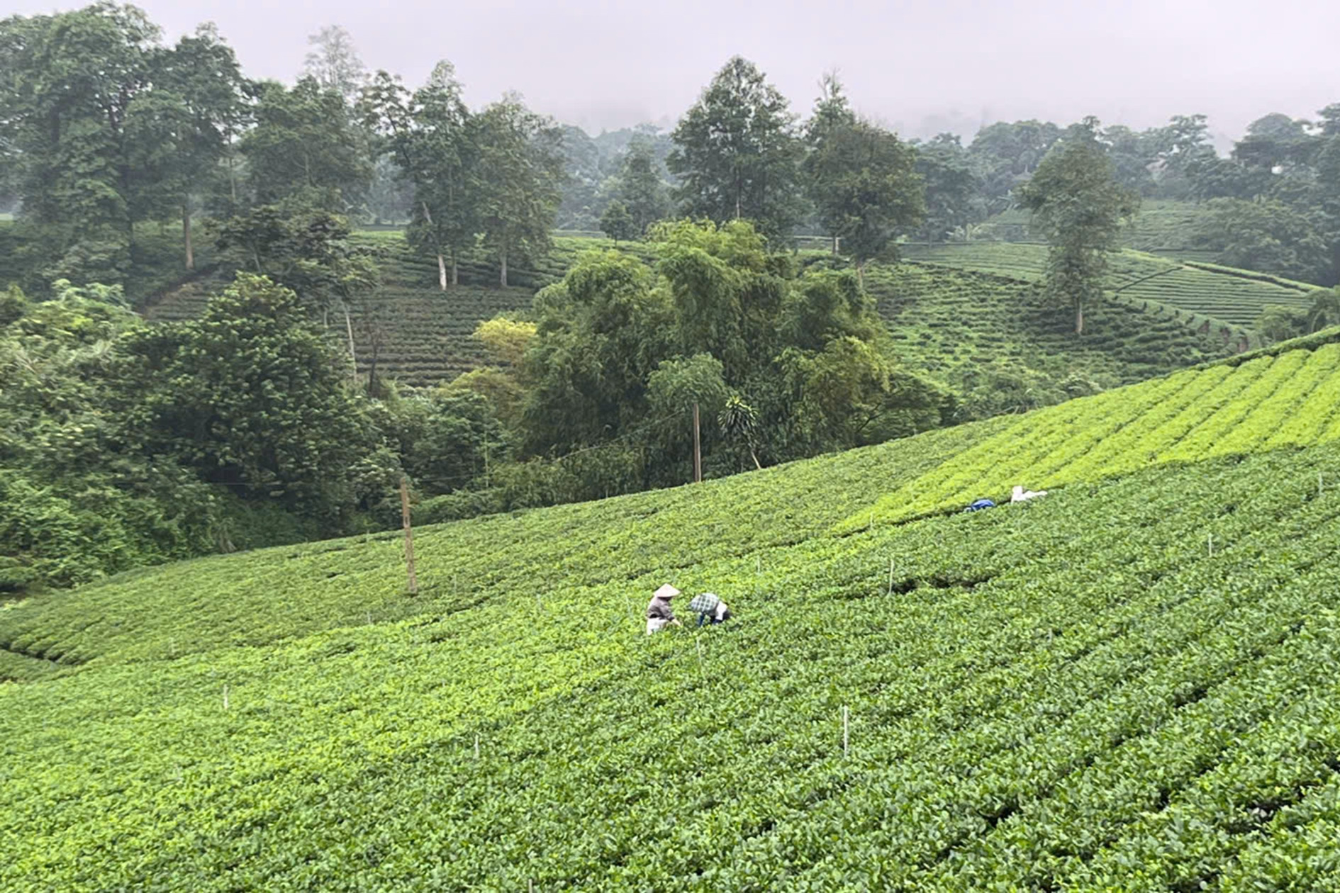 Thái Nguyên: Phát hiện thêm hơn 20 gốc chè cổ, nghi là chè tổ của địa phương