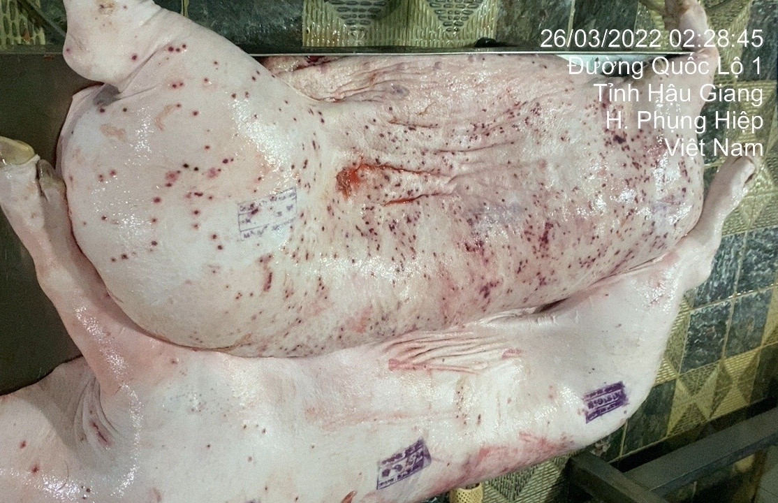 Bộ NN&MT truy việc đóng dấu kiểm dịch sai trên lợn bệnh tại nơi gia công cho C.P. Việt Nam