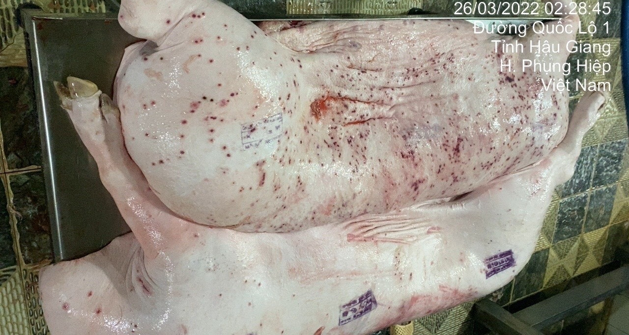 Bộ NN&MT truy việc đóng dấu kiểm dịch sai trên lợn bệnh tại nơi gia công cho C.P. Việt Nam