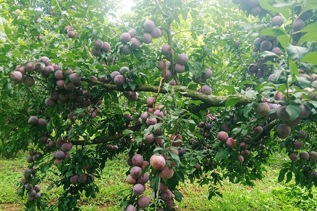 Sự thật về thông tin mận hậu rớt giá chỉ còn 2.000-3.000 đồng/kg