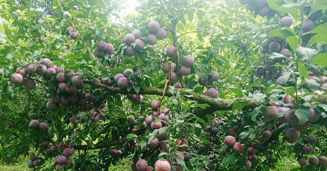 Sự thật về thông tin mận hậu rớt giá chỉ còn 2.000-3.000 đồng/kg