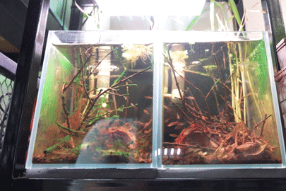 Kỳ lạ thú chơi Biotope: Mang cả hệ sinh thái thu nhỏ vào trong nhà