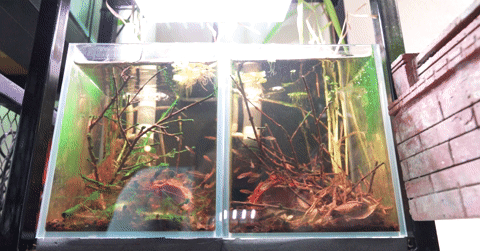Kỳ lạ thú chơi Biotope: Mang cả hệ sinh thái thu nhỏ vào trong nhà