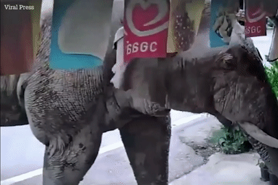 Voi hoang dã &apos;đột nhập&apos; cửa hàng tạp hóa tìm đồ ăn khiến nhiều người thót tim