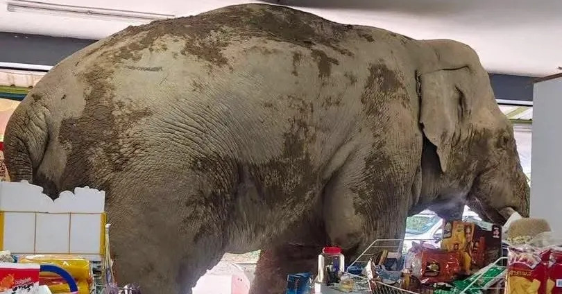 Voi hoang dã 'đột nhập' cửa hàng tạp hóa tìm đồ ăn khiến nhiều người thót tim