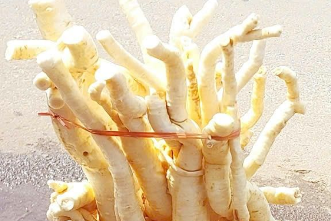 3 tác dụng của củ đinh lăng, 2 lưu ý khi dùng