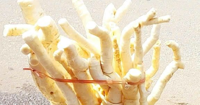 3 tác dụng của củ đinh lăng, 2 lưu ý khi dùng