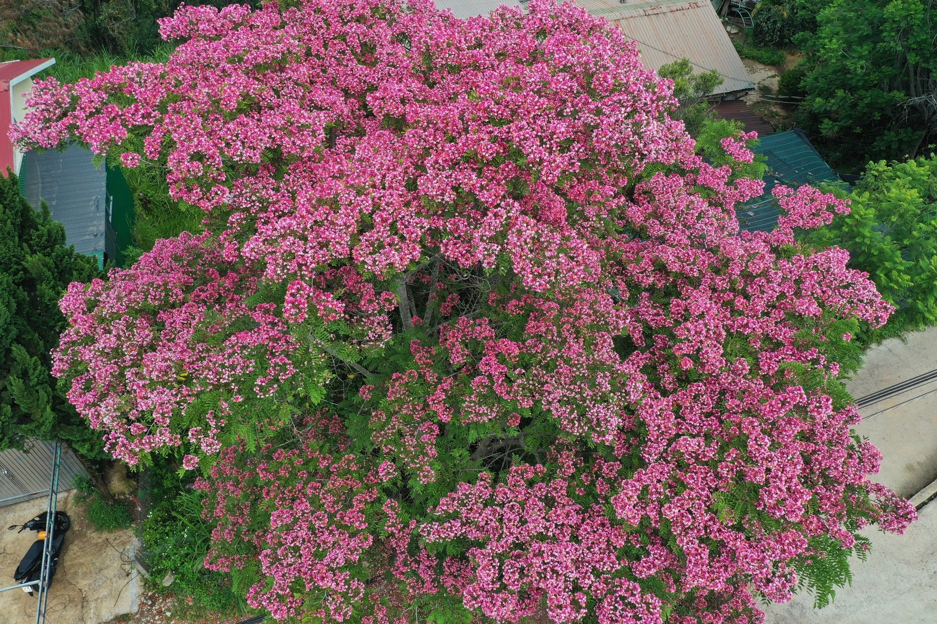 đèo Mimosa muồng anh đào đà lạt 2.jpg