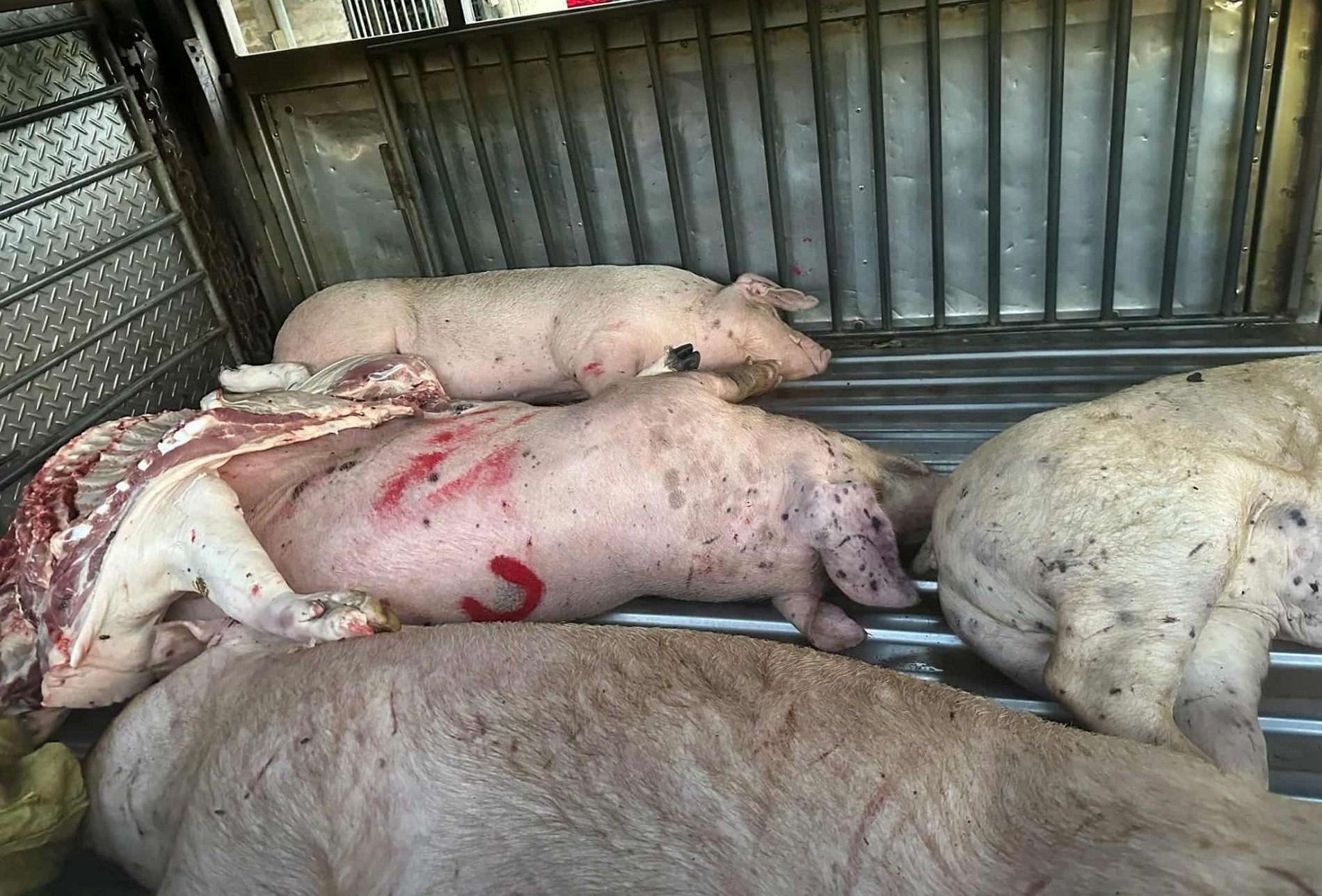 Heo bệnh buộc phải tiêu hủy, người chăn nuôi được hỗ trợ 40.000 đồng/kg hơi