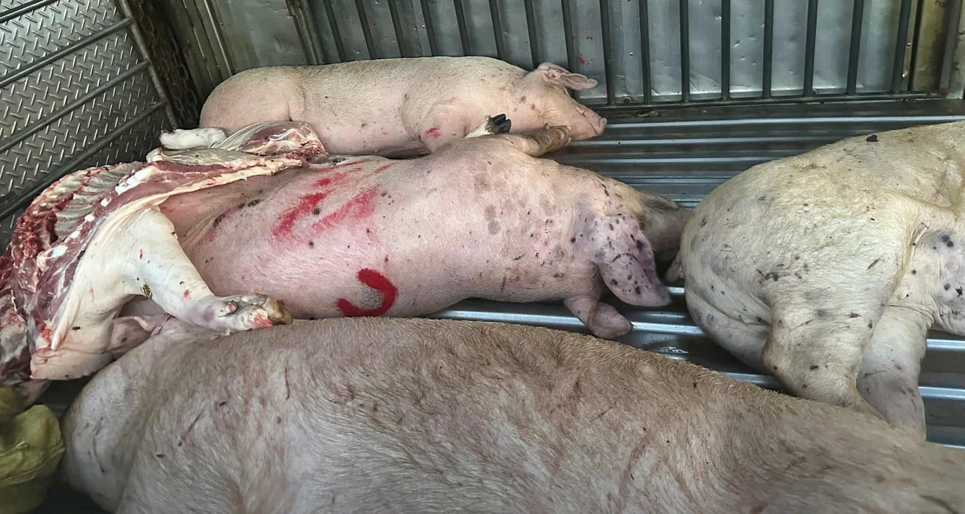 Heo bệnh buộc phải tiêu hủy, người chăn nuôi được hỗ trợ 40.000 đồng/kg hơi