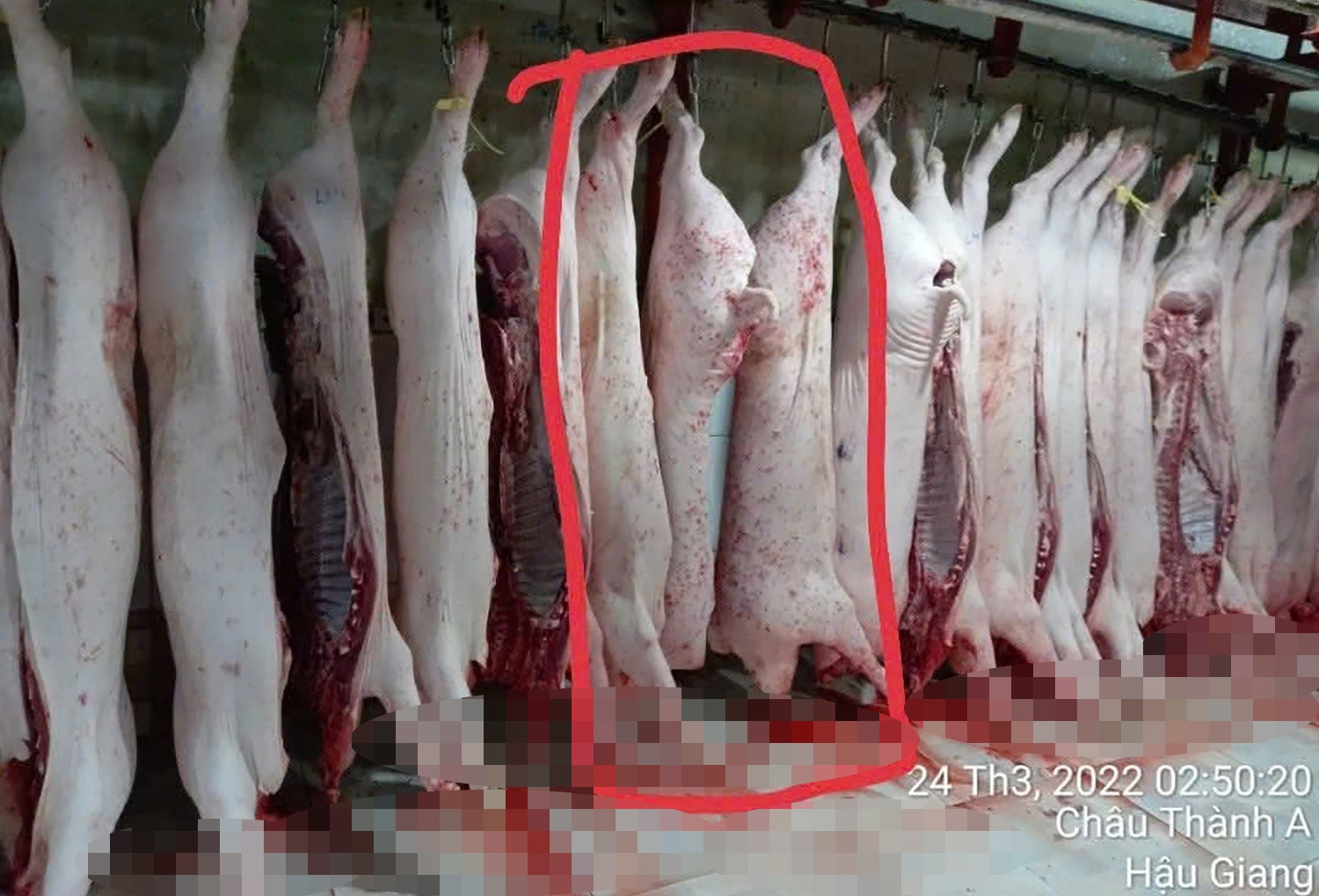 'Người tố C.P. Việt Nam' tung thêm hình ảnh heo đầy đốm lạ: Hé lộ nơi chụp