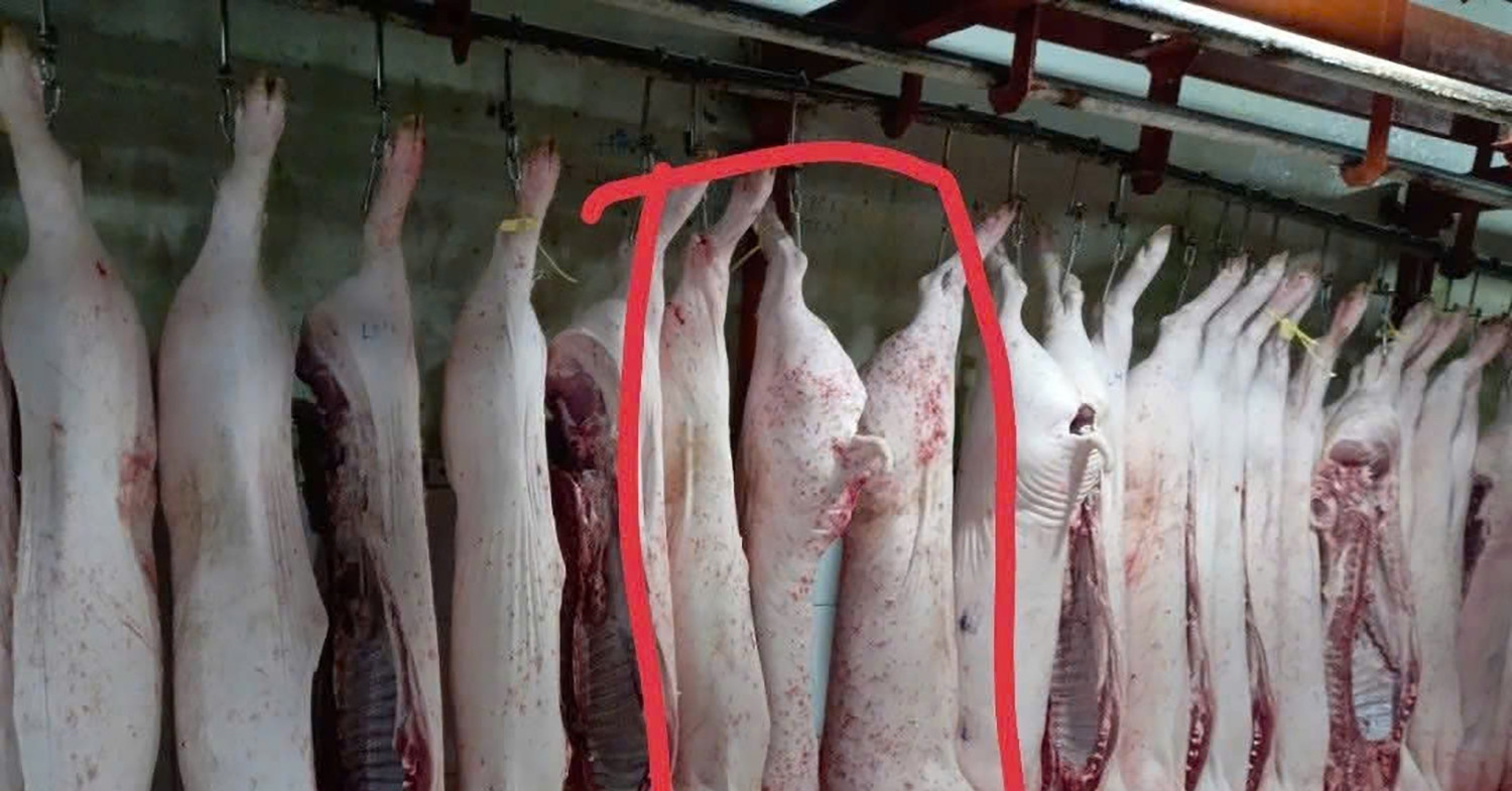 "Người tố C.P. Việt Nam" tung thêm hình ảnh heo...