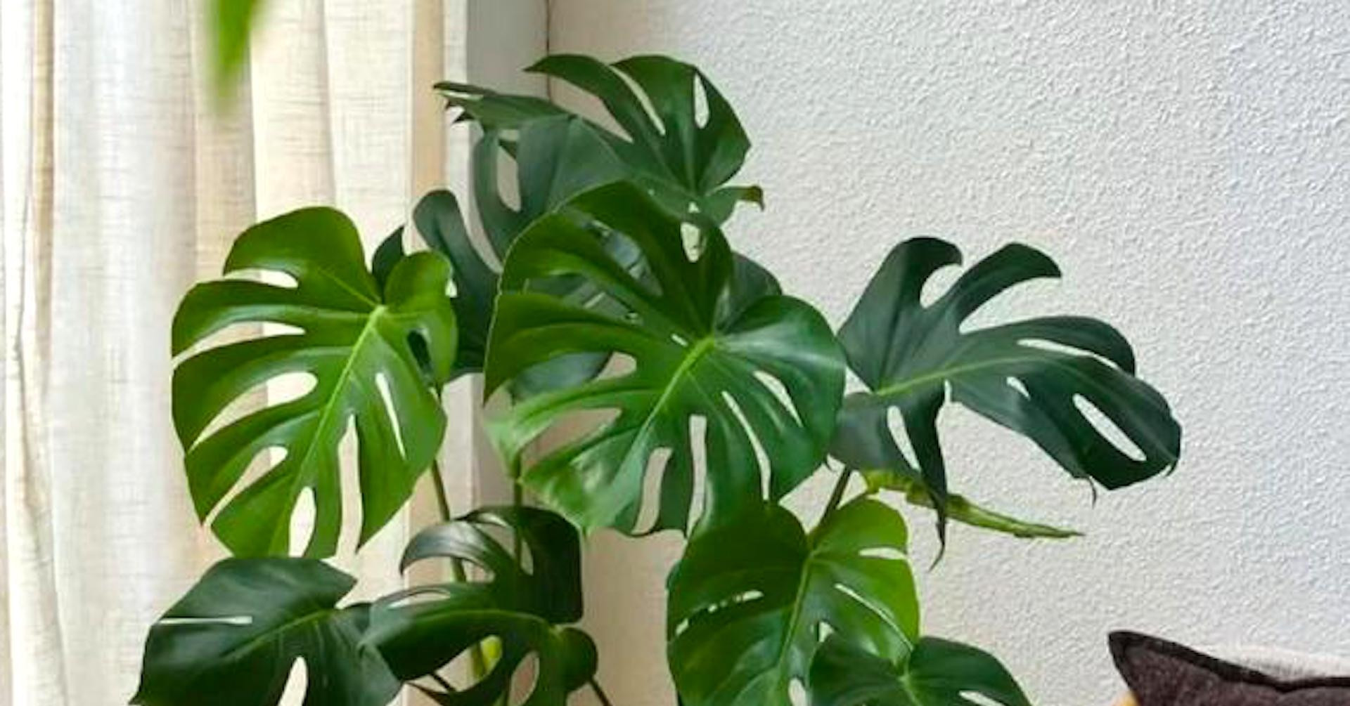 Đặt đúng 4 chậu cây này khiến nhà rộng bất ngờ mà không cần đập phá