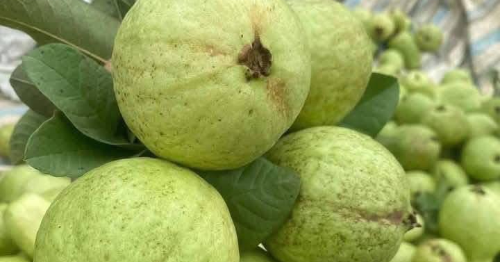 Ổi phòng chống ung thư, bảo vệ tim mạch, ăn bao nhiêu là đủ?