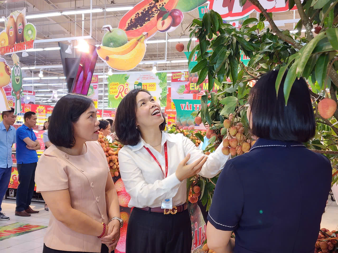 Vải thanh hà 1 (1).jpg