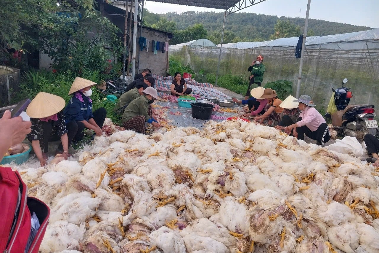 10.000 con gà đột ngột chết ngạt, trăm người giúp chủ trại làm thịt