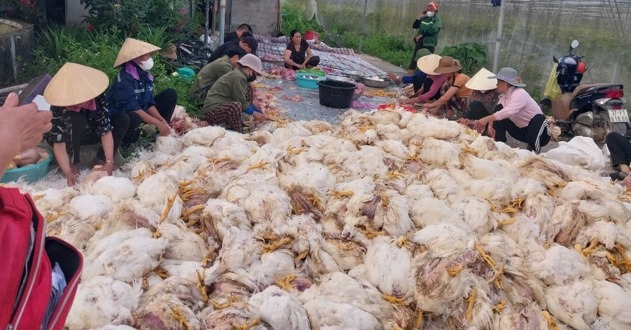 10.000 con gà đột ngột chết ngạt, trăm người giúp chủ trại làm thịt