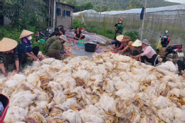 Bản tin sáng 8/6: 10.000 con gà chết ngạt, trăm người giúp chủ trại làm thịt