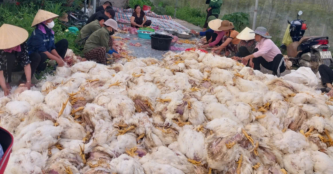Bản tin sáng 8/6: 10.000 con gà chết ngạt, trăm người giúp chủ trại làm thịt