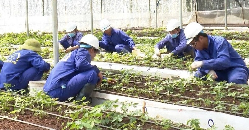 Cú "bẻ lái" cấp mã vùng trồng sâm Ngọc Linh, phó chủ tịch tỉnh yêu cầu làm rõ