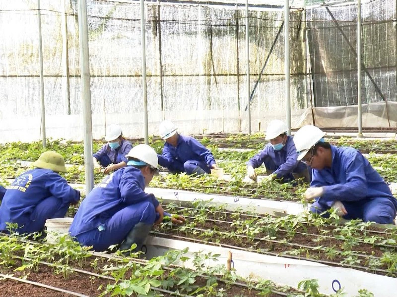 Mã vùng trồng sâm 3.jpg