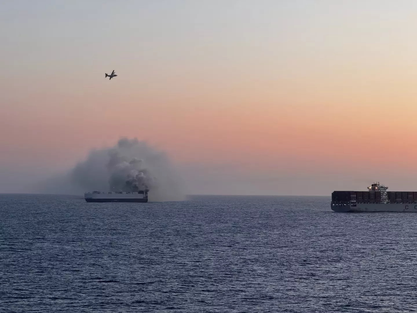 chim tau Morning Midas 3.webp