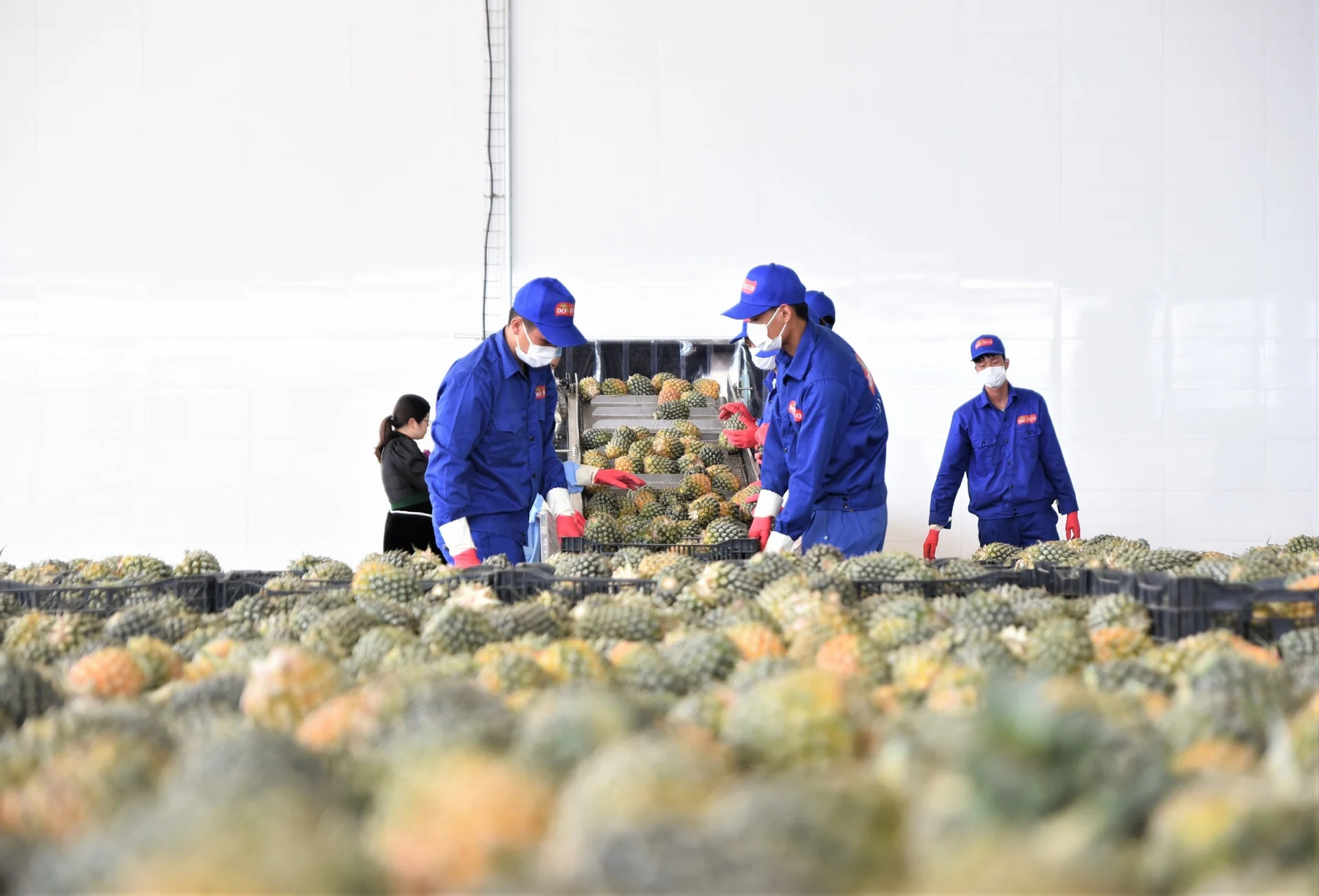 hoa quả tây bắc.webp