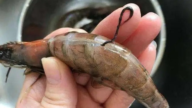 Ăn tôm có cần bỏ 'chỉ đen' trên lưng, nhiều người vẫn làm sai