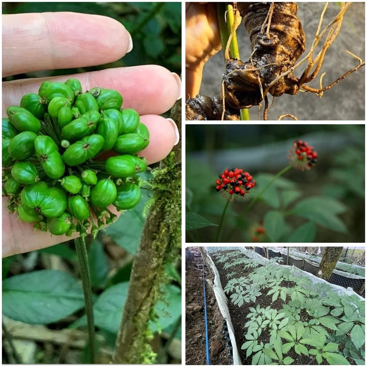 sâm lai châu .webp