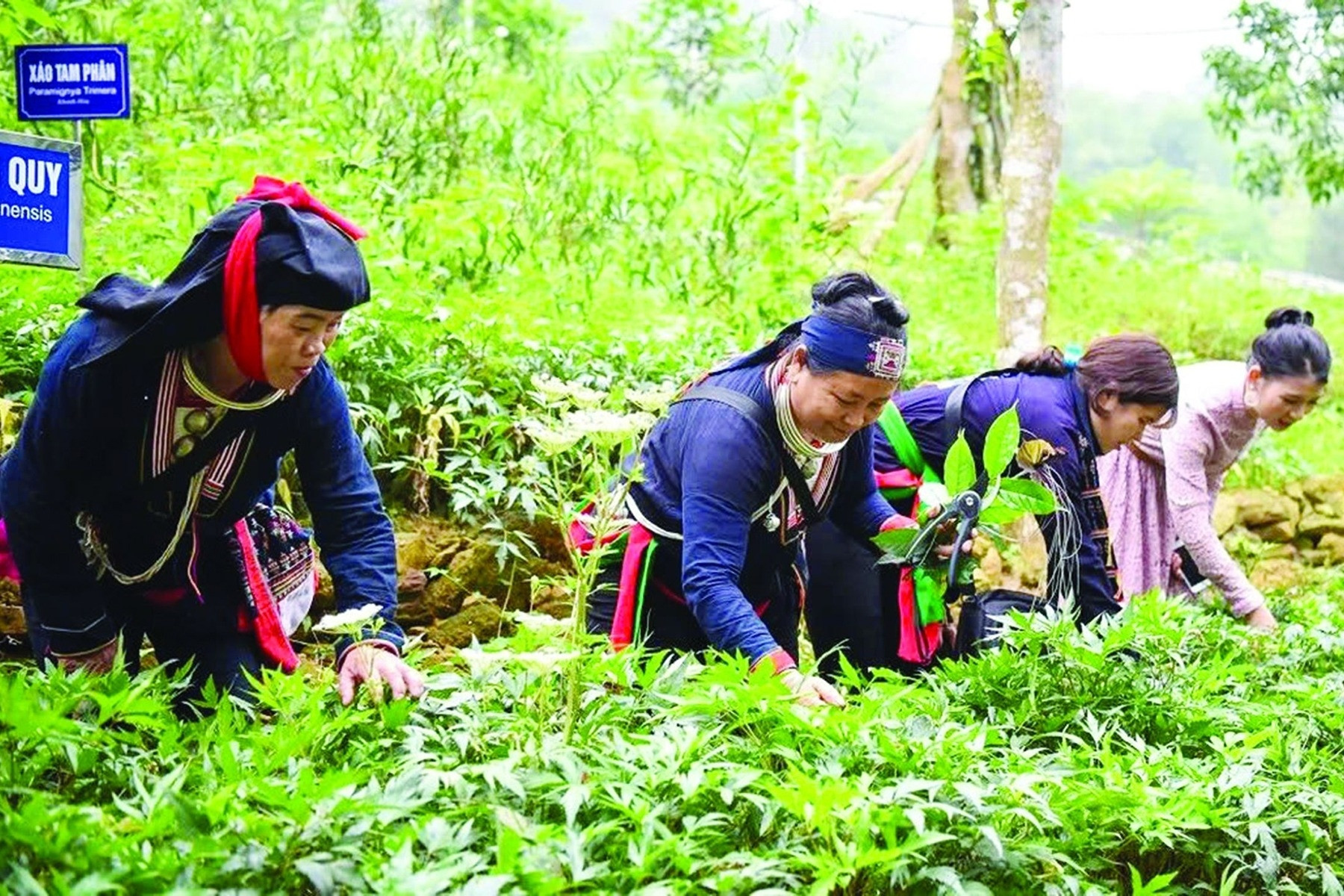 'Gốc có vững, cây mới bền'