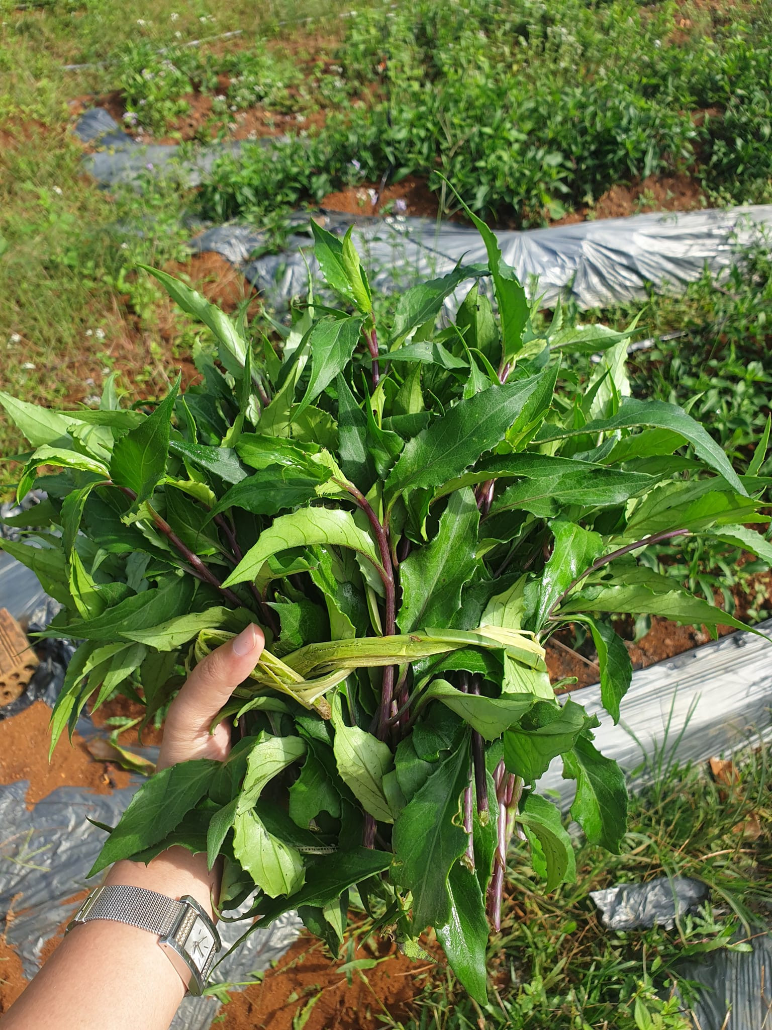 rau bầu đất   NaLa's Food.jpg