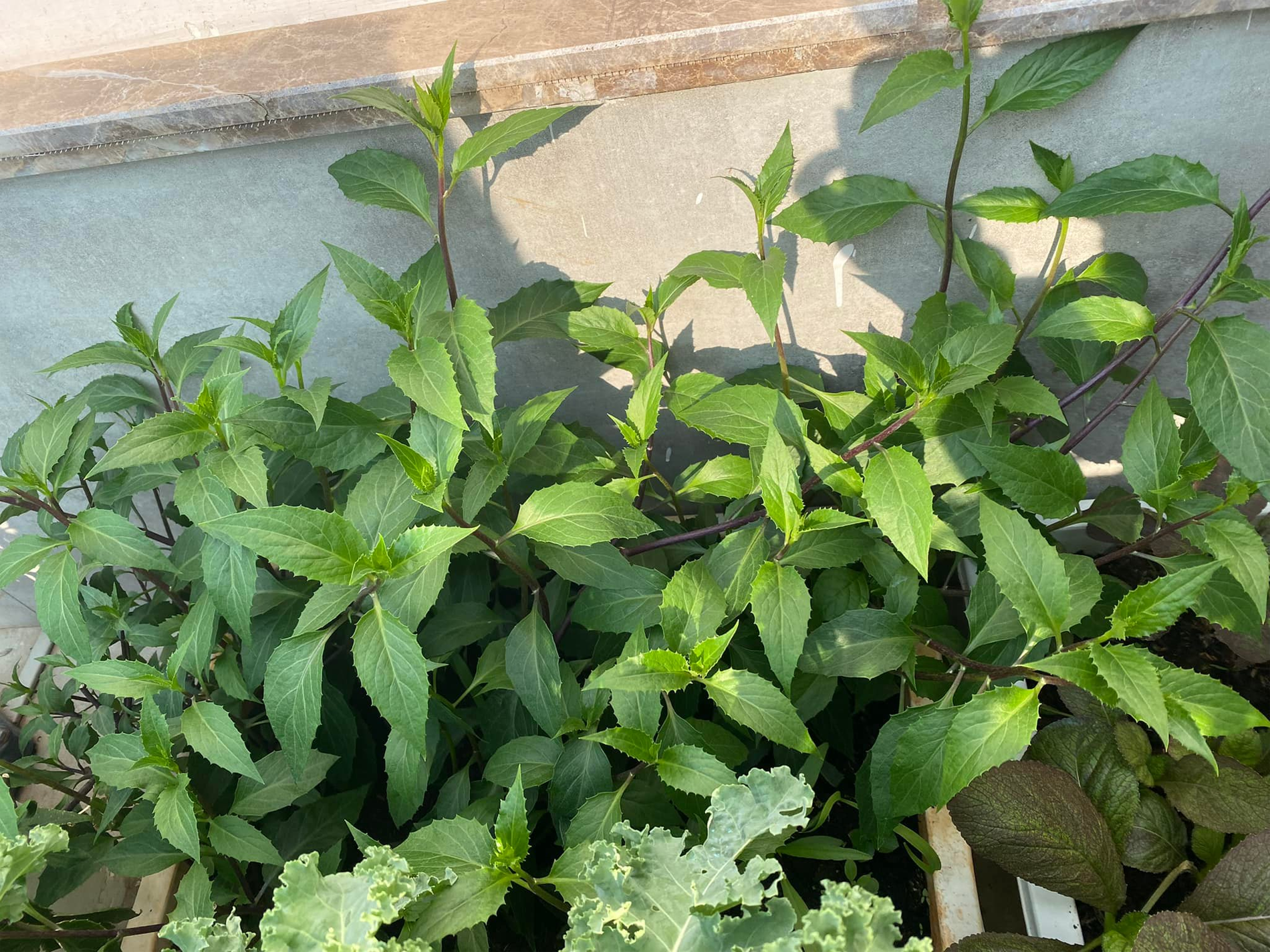 rau bầu đất   vườn SG.png