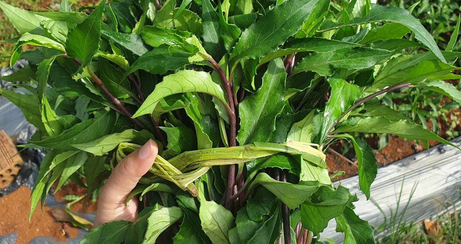 Sản vật 'trời ban' có từ Nam ra Bắc, nấu canh ăn vừa mát vừa ngọt thơm