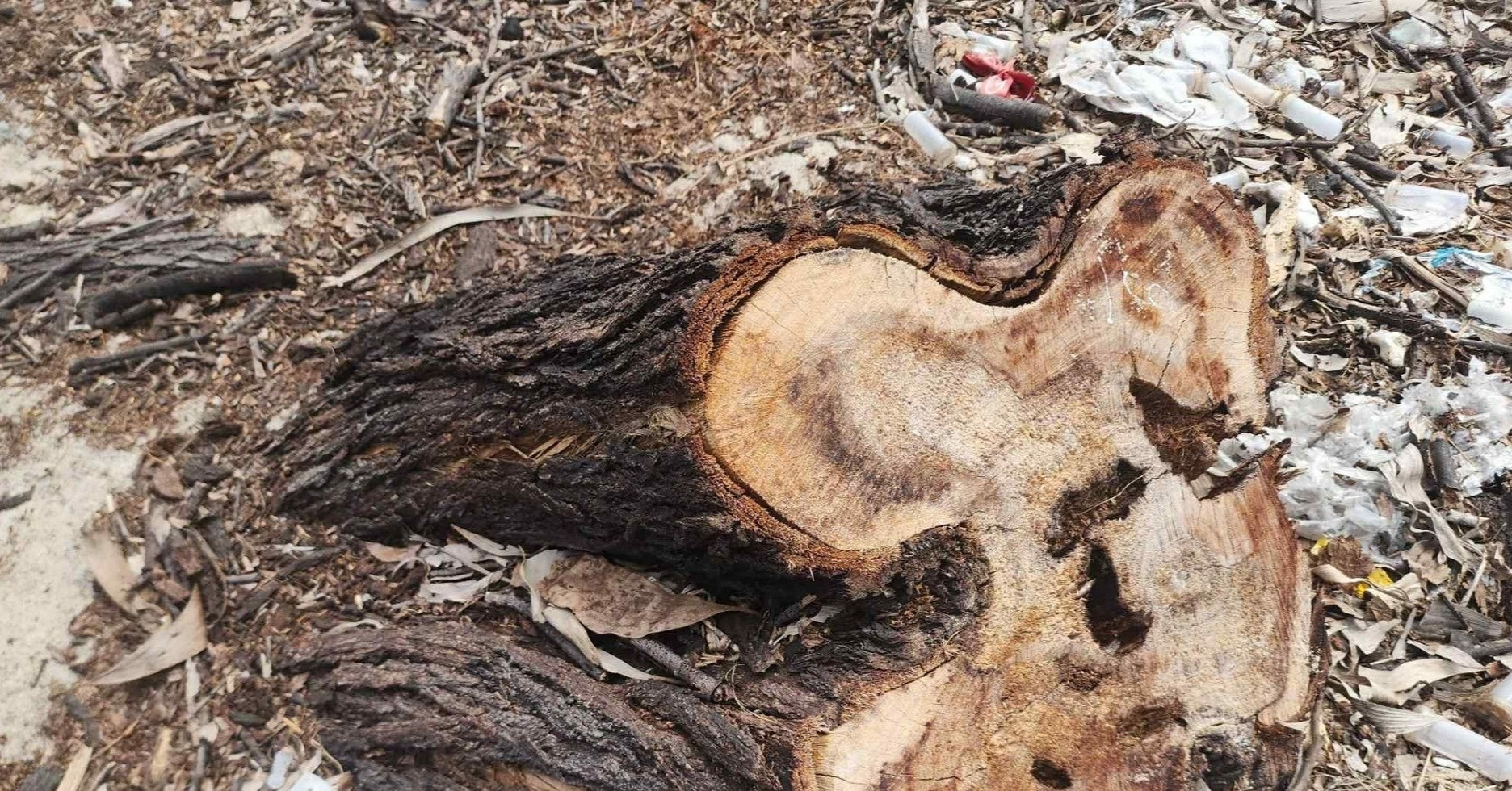 Hiện trường 2,5ha rừng phòng hộ ven biển bị chặt hạ trước khi sáp nhập xã