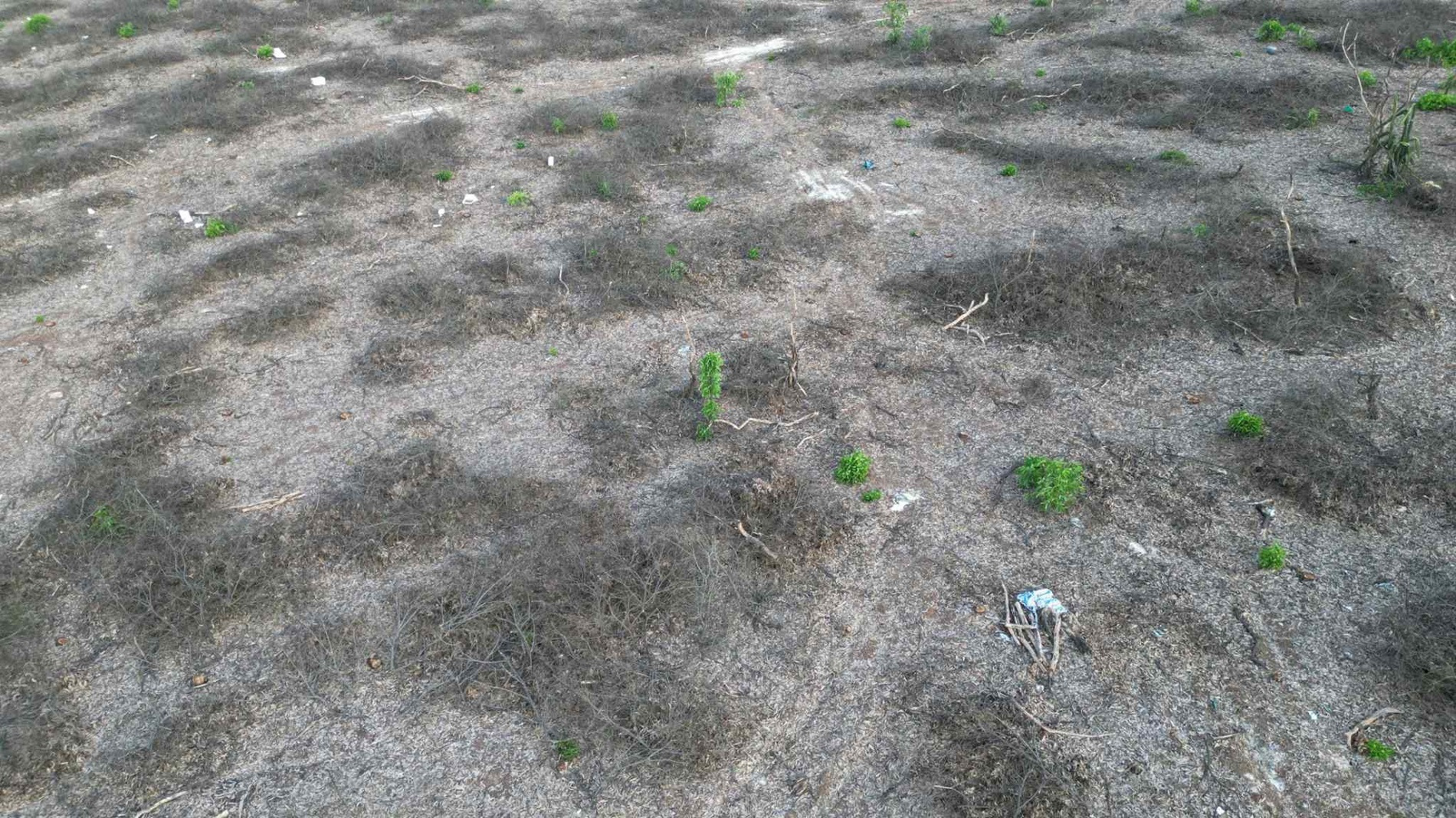 phá rừng (11).jpg