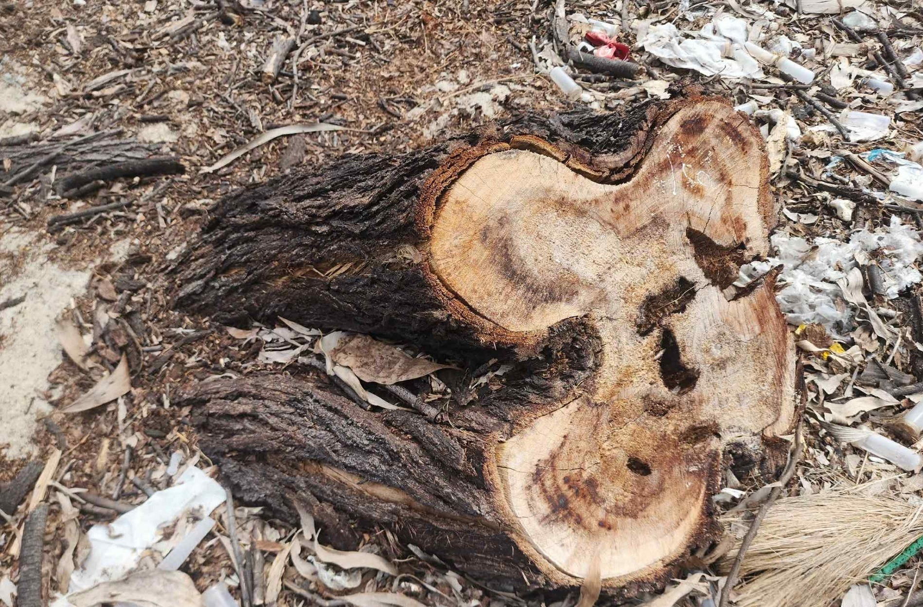 phá rừng (12).jpg